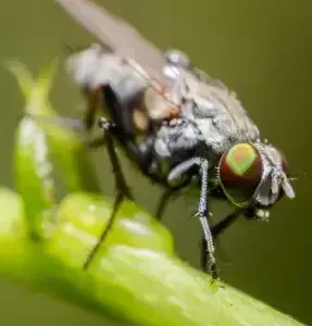 Survival of the fittest, the tsetse fly as an analogy for evolutionary optimization